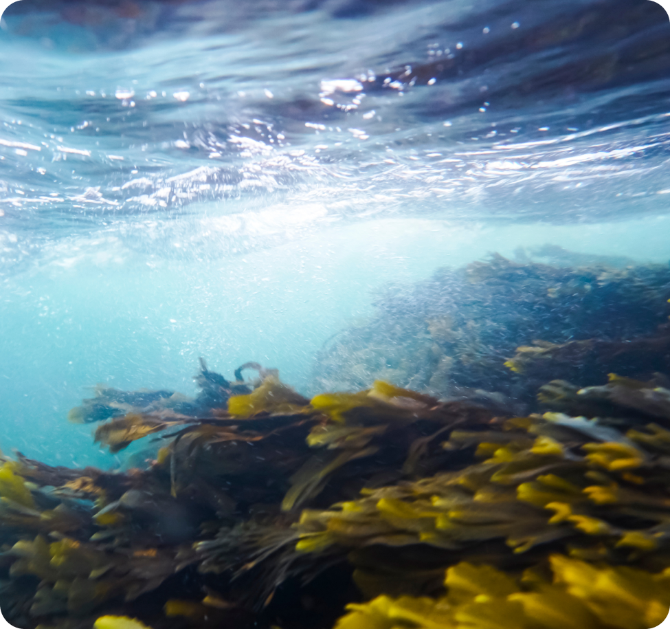 Underwater view of kelp near the ocean surface, representing coastal marine ecosystems